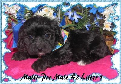 Puppies in KY
